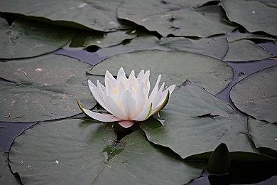 传《最后的生还者2：复刻版》由顽皮狗新人打造